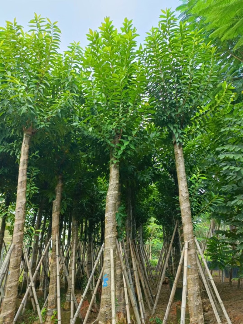 水榕水翁树