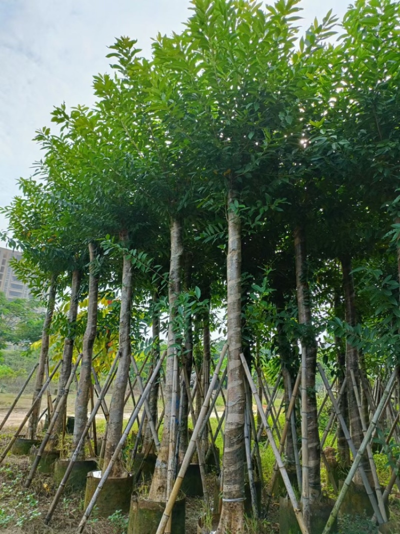水榕水翁树
