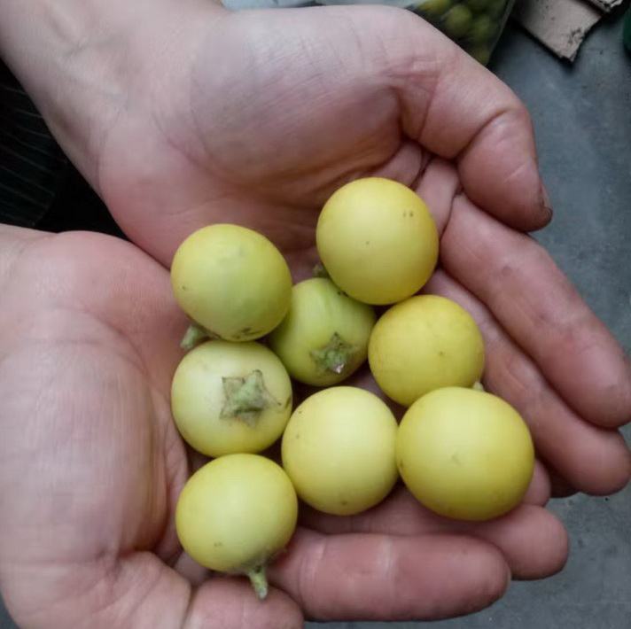 香芹挑选技巧 - 闻气味