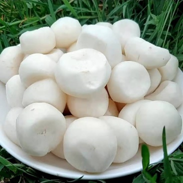 【去皮毛马蹄】顺丰包邮去皮荸荠马蹄地栗现挖现削现发多规格