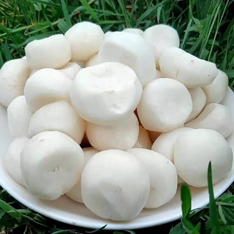 【去皮毛马蹄】顺丰包邮去皮荸荠马蹄地栗现挖现削现发多规格