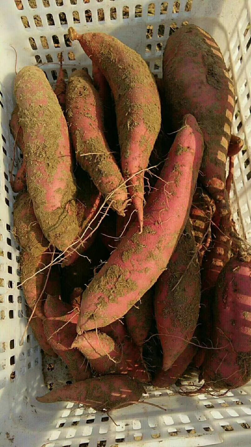 沙地西瓜红，软糯干甜，皮色红，长条块，货源充足