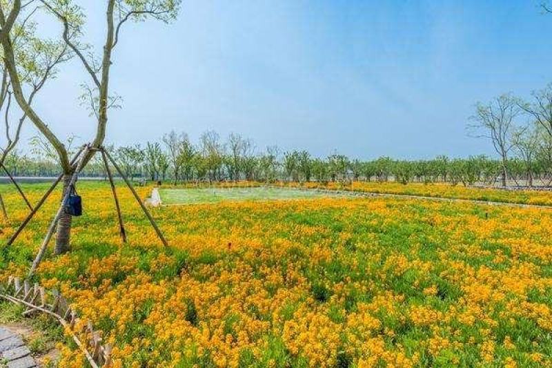 七里黄种子秋冬季播种花卉七里黄种子工程绿化耐寒黄色花海植