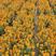 七里黄种子秋冬季播种花卉七里黄种子工程绿化耐寒黄色花海植