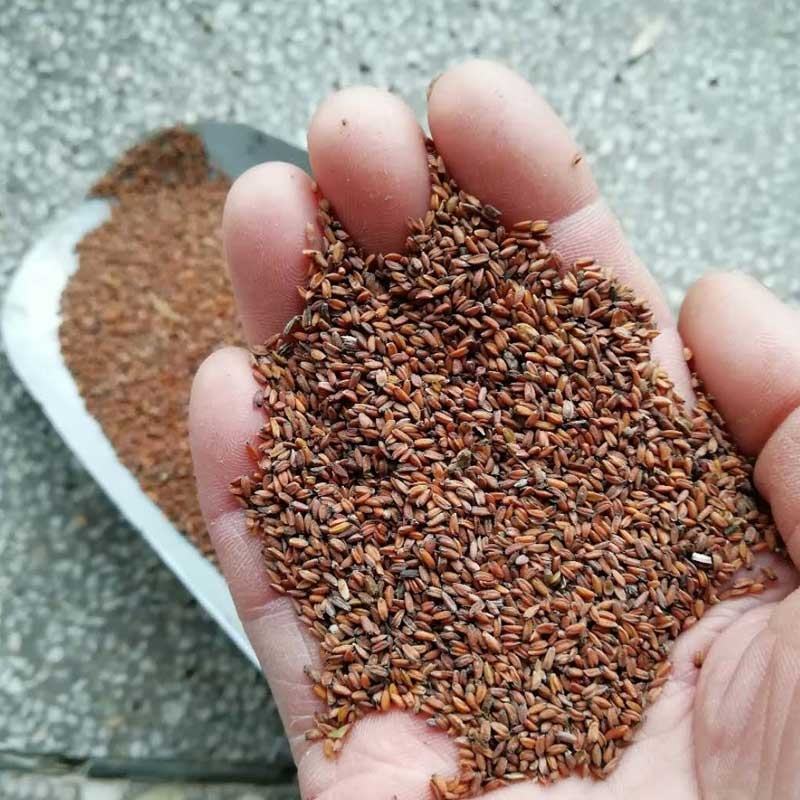 七里黄种子秋冬季播种花卉七里黄种子工程绿化耐寒黄色花海植