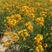 七里黄种子秋冬季播种花卉七里黄种子工程绿化耐寒黄色花海植