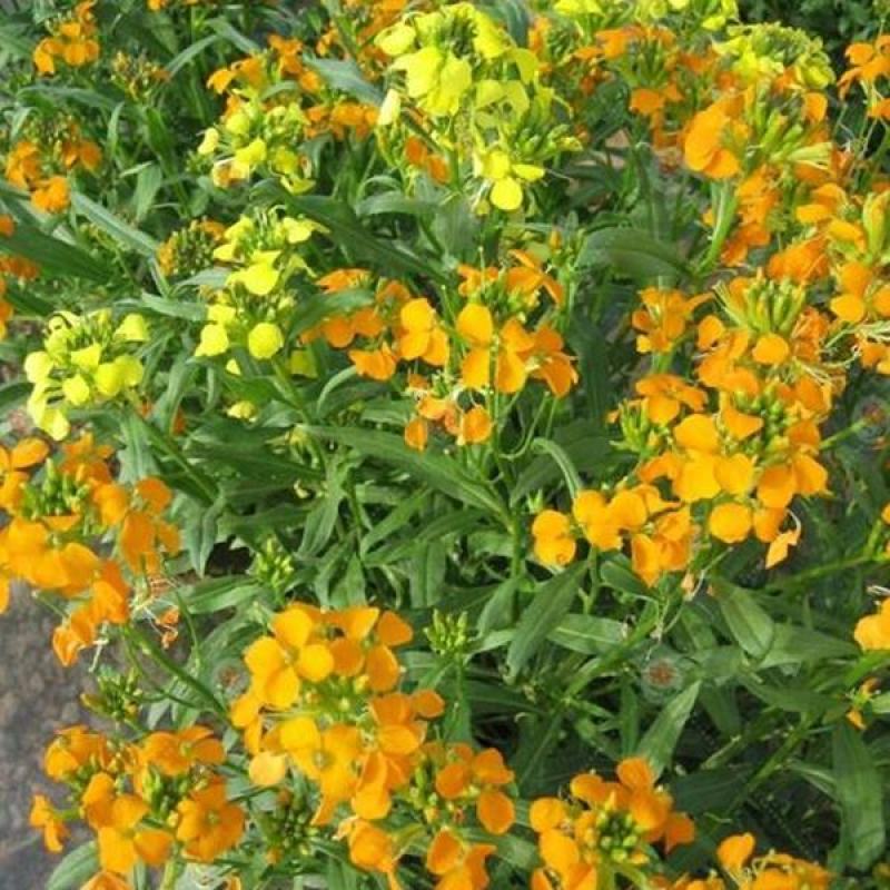 七里黄种子秋冬季播种花卉七里黄种子工程绿化耐寒黄色花海植