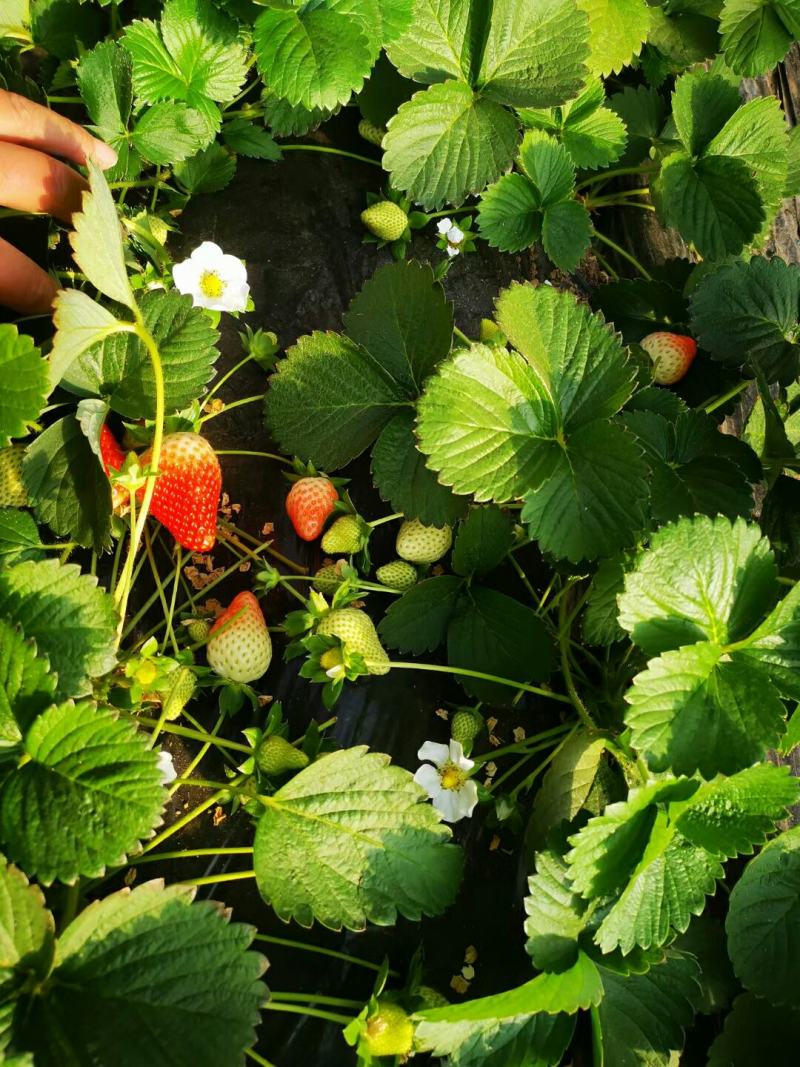 宁夏银川新鲜奶油草莓