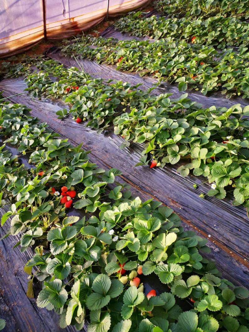 宁夏银川新鲜奶油草莓