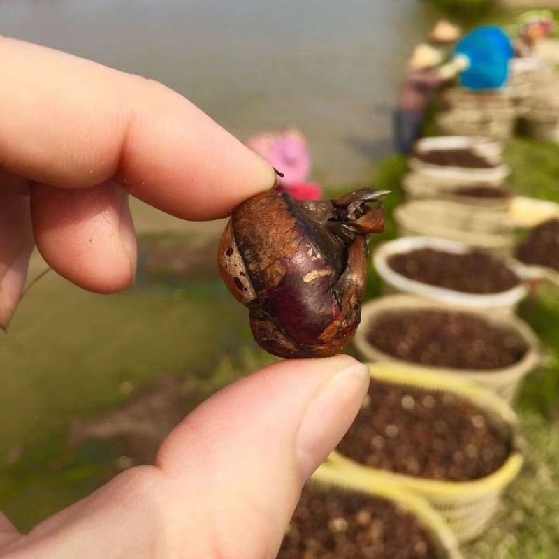 【产地销】珍珠马蹄500g新鲜去皮削皮蔬菜荸荠整箱包邮