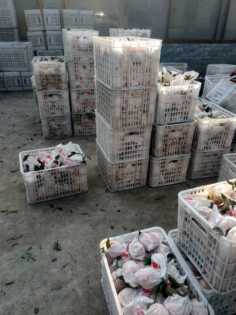 四川耙耙柑春见大量上市，纯甜。基地批发质量好，价格便宜。