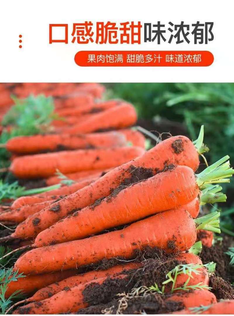 特惠新鲜三红胡萝卜新鲜蔬菜沙地水果红萝卜现挖农家自种包邮