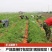 特惠新鲜三红胡萝卜新鲜蔬菜沙地水果红萝卜现挖农家自种包邮