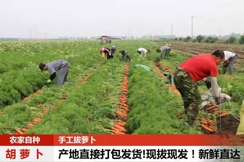 特惠新鲜三红胡萝卜新鲜蔬菜沙地水果红萝卜现挖农家自种包邮