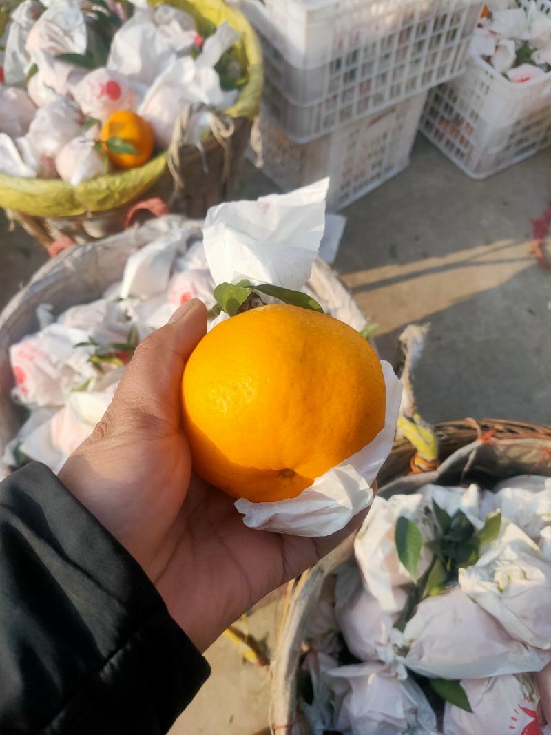 四川耙耙柑春见大量上市，纯甜。基地批发质量好，价格便宜。