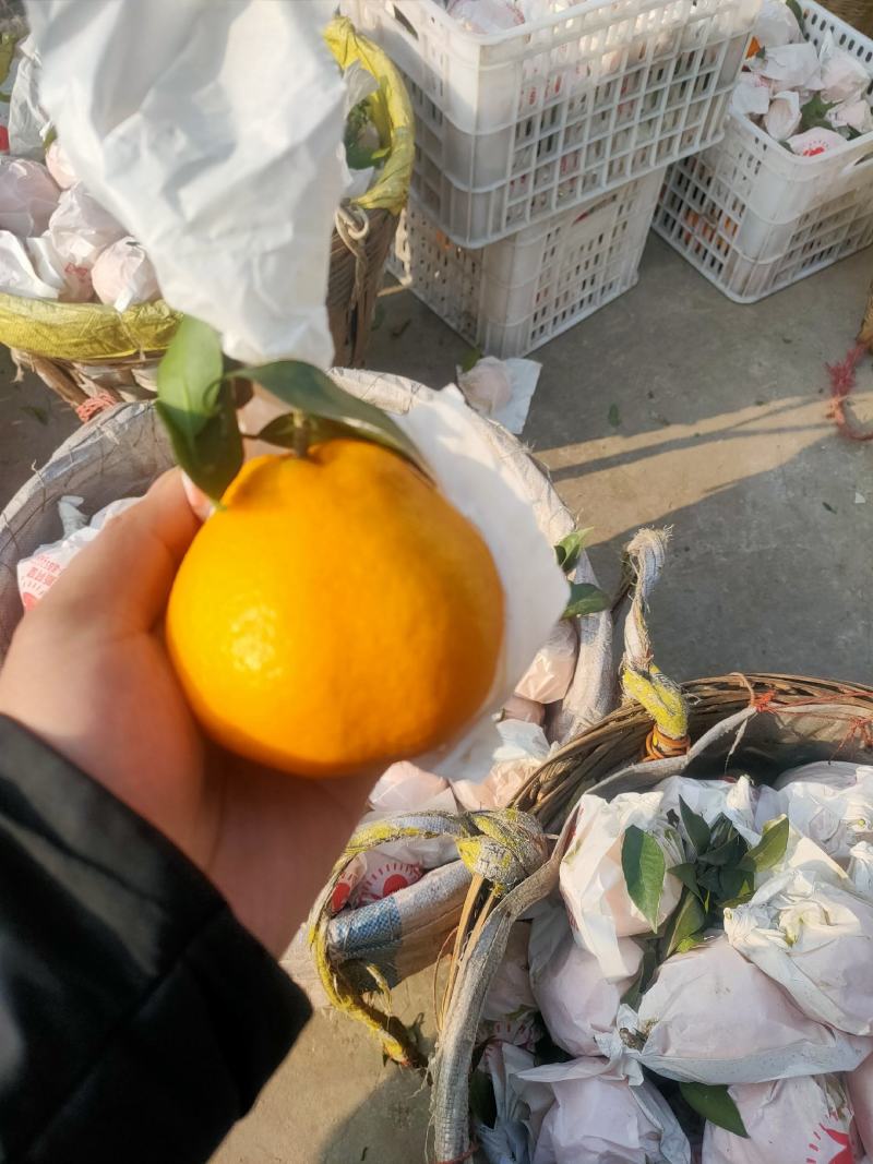 四川耙耙柑春见大量上市，纯甜。基地批发质量好，价格便宜。