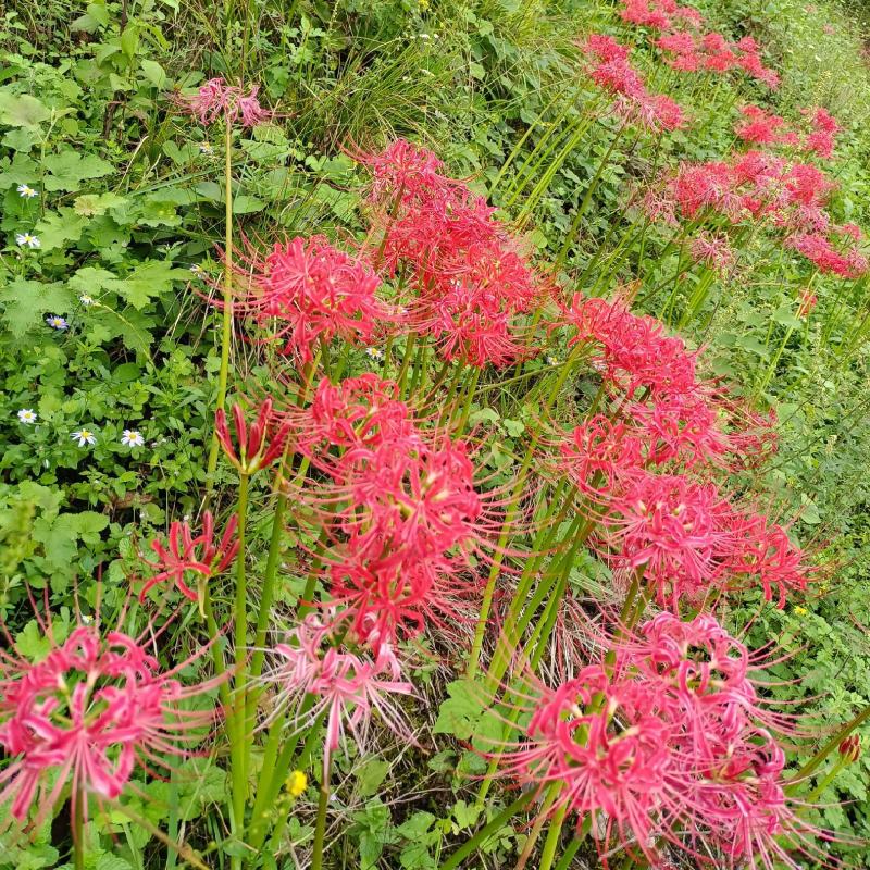石蒜红花石蒜彼岸花曼珠沙华黄花石蒜一手货源