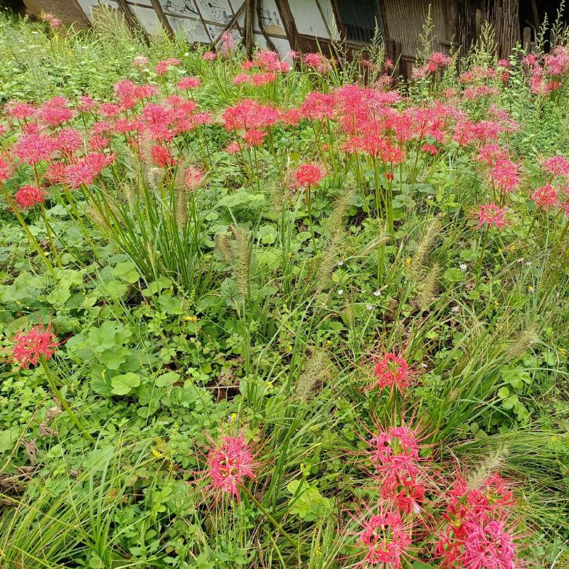 红花石蒜，彼岸花，曼珠沙华，岩蒜，一手货源