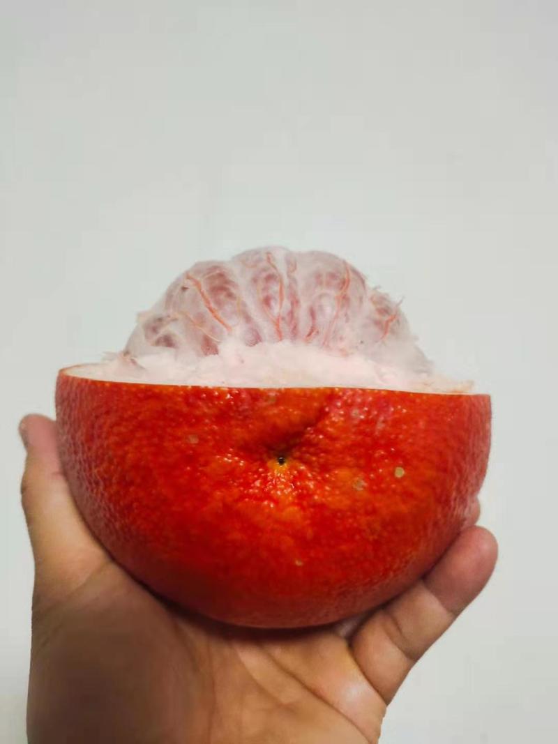 产地发货.泰国三红蜜柚苗.泰国暹罗红柚苗.大红袍蜜柚苗