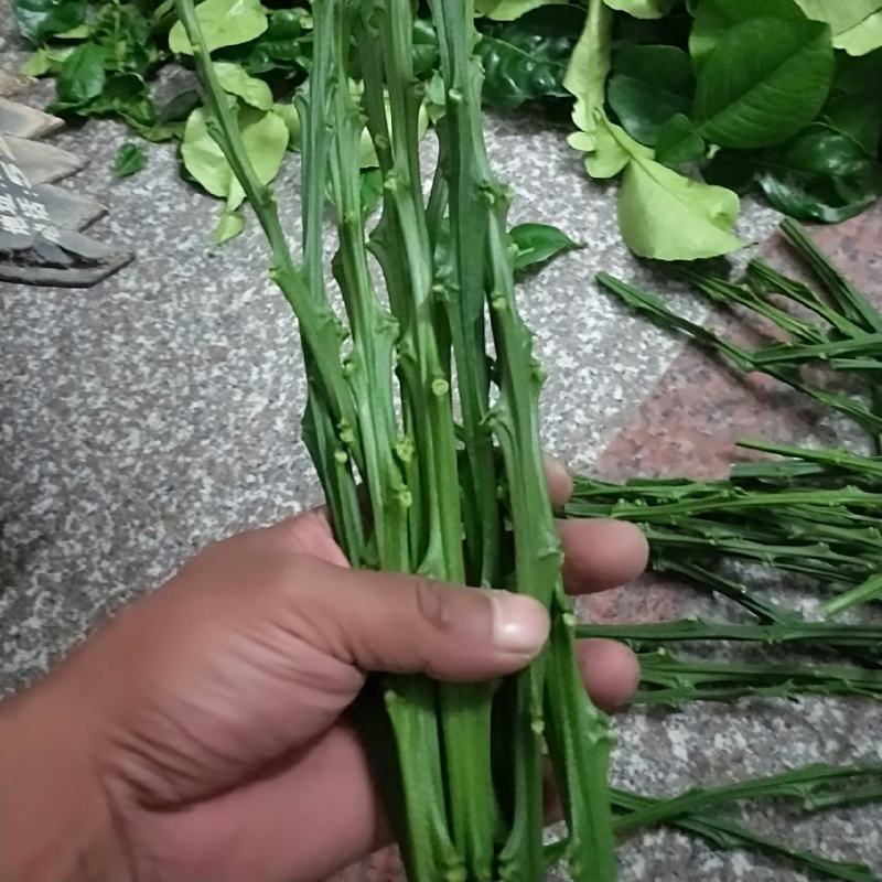 三红柚枝条柚枝条质量保证
