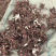 白芍芽/改良白芍芽头，花卉芍，花子，土棒。