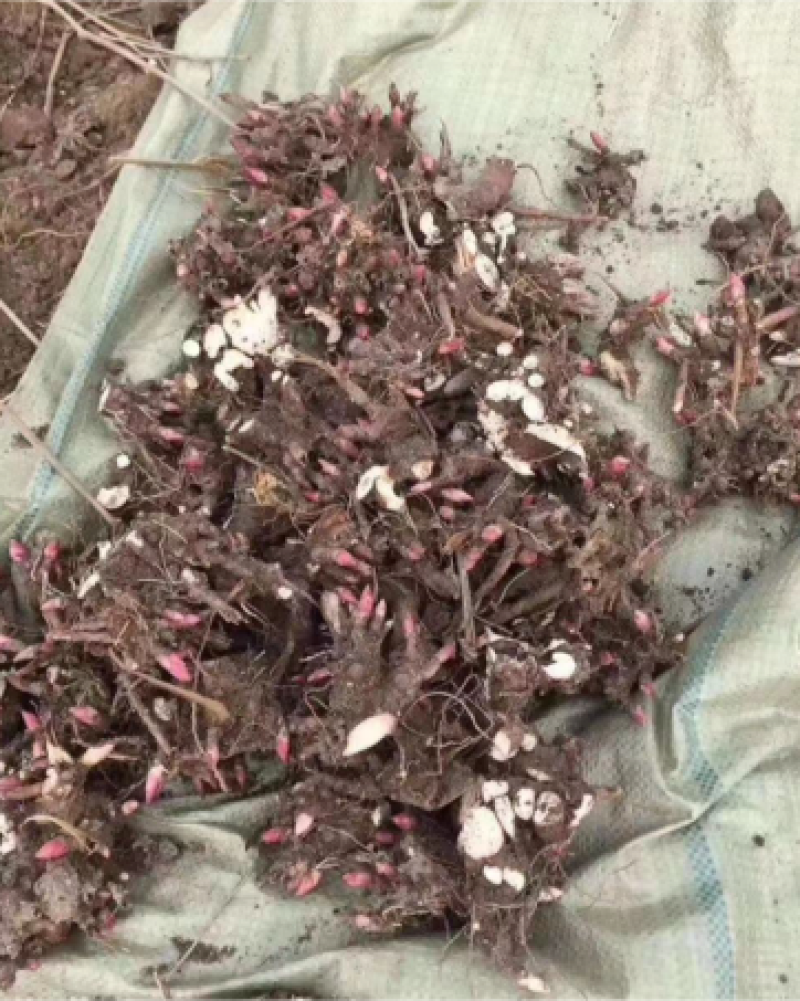 白芍芽/改良白芍芽头，花卉芍，花子，土棒。