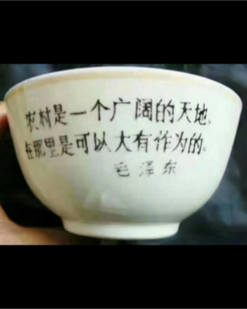 黄芩苗，枯芩苗含量高，改良品种，高产抗病。