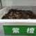 新种子小叶紫檀种子檀香树种子印度紫檀种子大叶紫檀