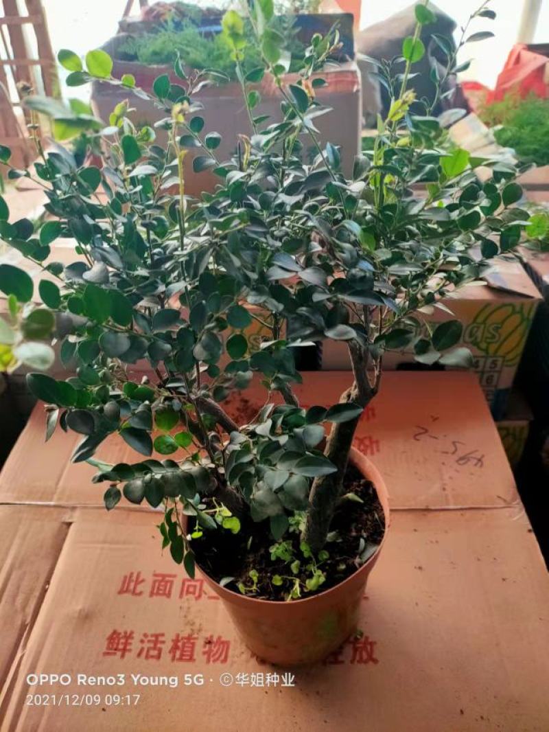 新种子小叶紫檀种子檀香树种子印度紫檀种子大叶紫檀