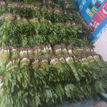 老缅香菜刺芫荽，泰国香菜，芫荽鱼生大叶香菜批发量大从优