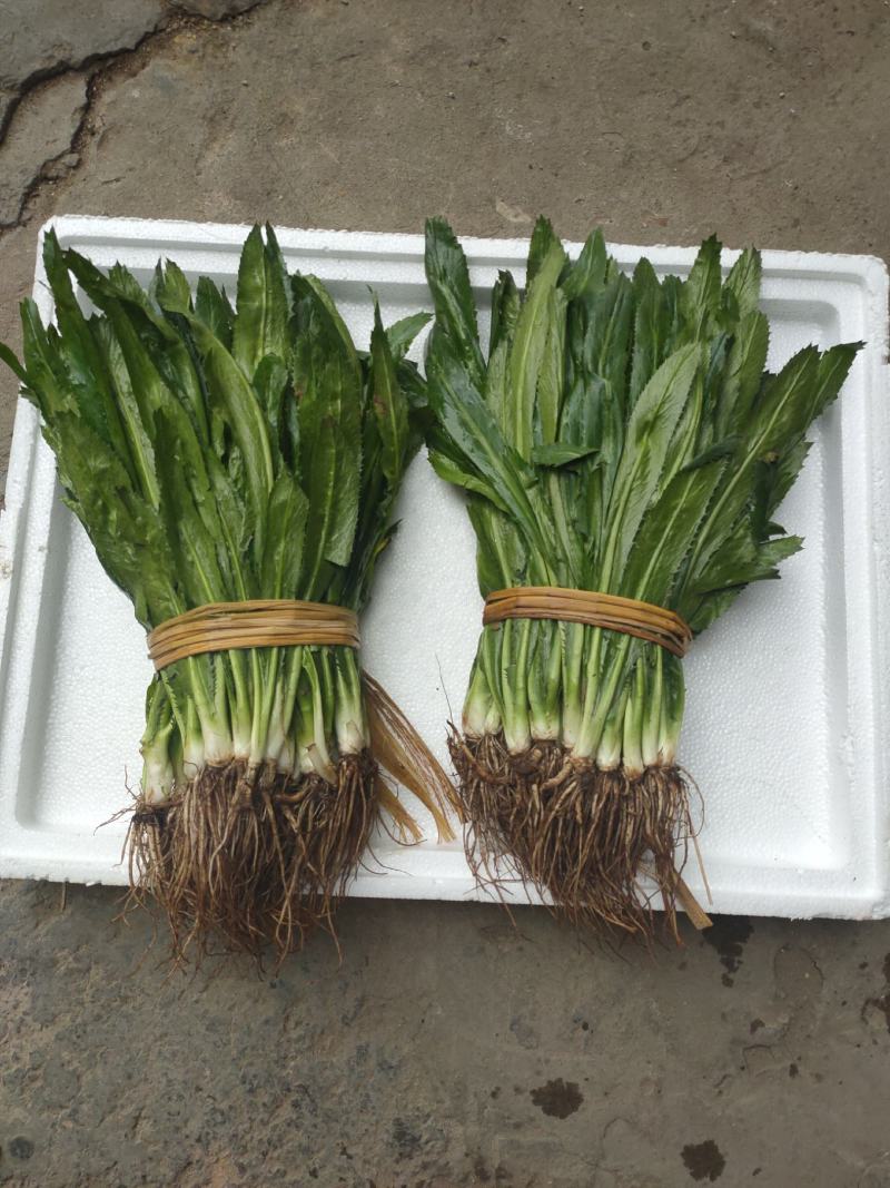老缅香菜刺芫荽，泰国香菜，芫荽鱼生大叶香菜批发量大从优