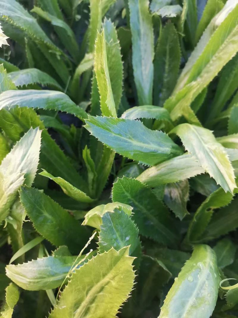 老缅香菜刺芫荽，泰国香菜，芫荽鱼生大叶香菜批发量大从优