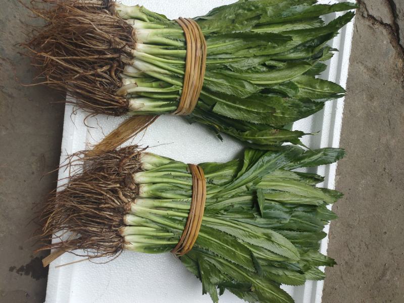 老缅香菜刺芫荽，泰国香菜，芫荽鱼生大叶香菜批发量大从优