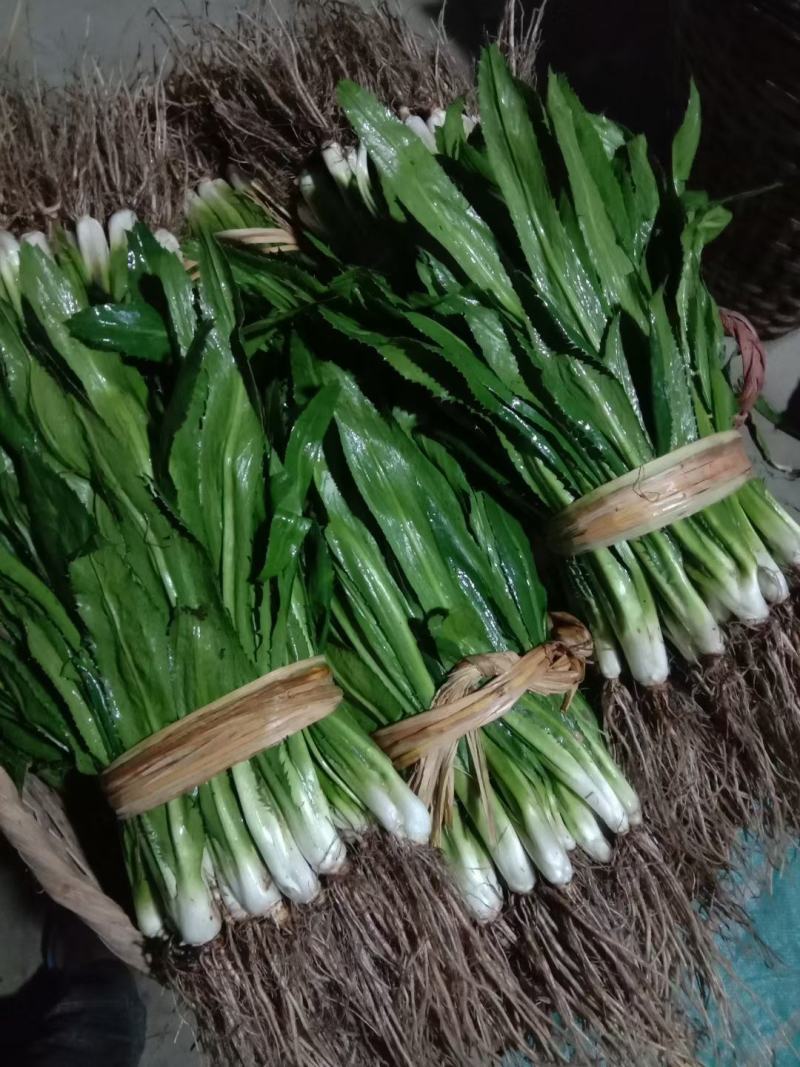 老缅香菜刺芫荽，泰国香菜，芫荽鱼生大叶香菜批发量大从优