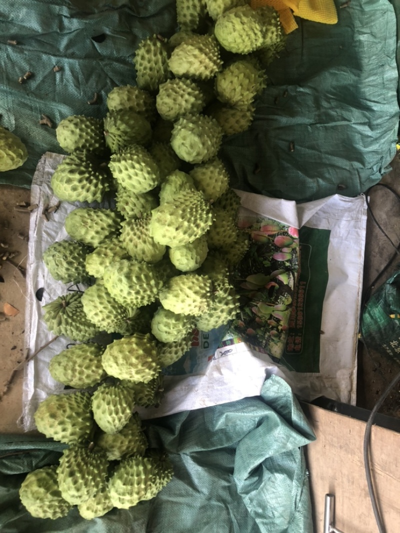 一天发4吨，一级精品果多多，花果也有