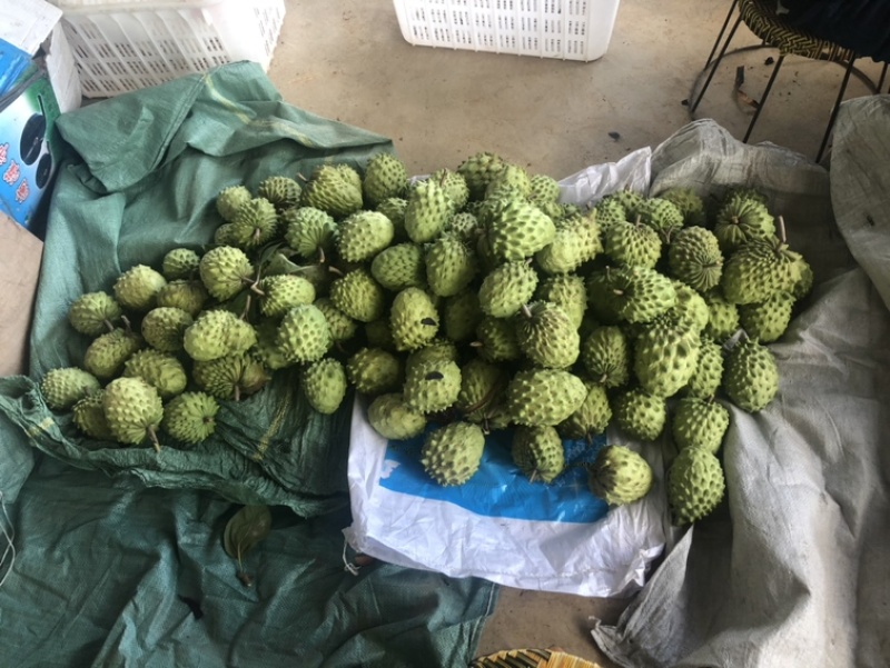 一天发4吨，一级精品果多多，花果也有