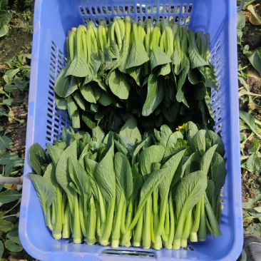 尖叶菜心广东菜心，菜台，叶菜蔬菜，产地基地直供，常年供应