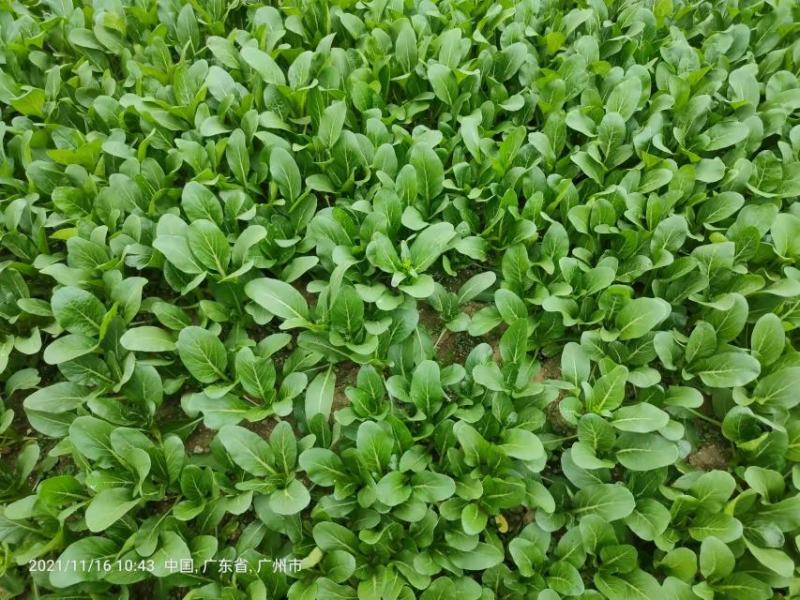 尖叶菜心广东菜心，菜台，叶菜蔬菜，产地基地直供，常年供应