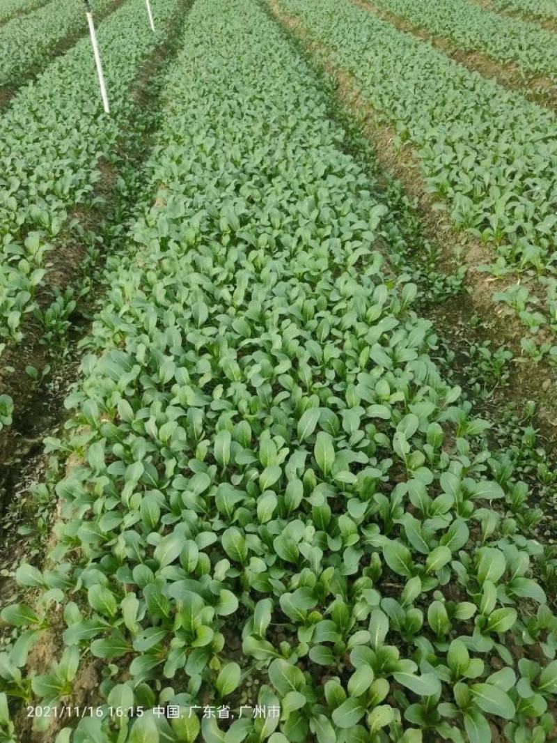 尖叶菜心广东菜心，菜台，叶菜蔬菜，产地基地直供，常年供应