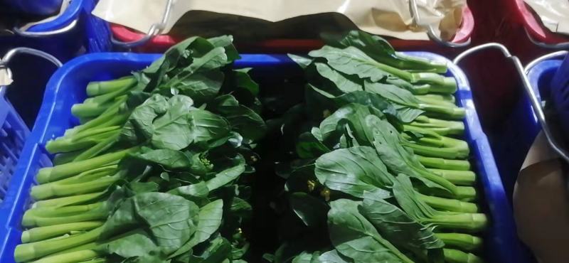 尖叶菜心广东菜心，菜台，叶菜蔬菜，产地基地直供，常年供应