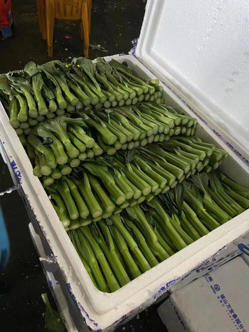 尖叶菜心广东菜心，菜台，叶菜蔬菜，产地基地直供，常年供应