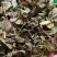 鸡骨草干货中药材农副产品不满意可退换货