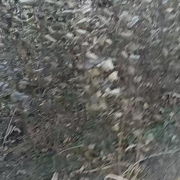 各种果树苗李子树苗