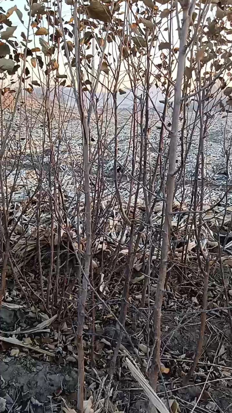 各种果树苗李子树苗