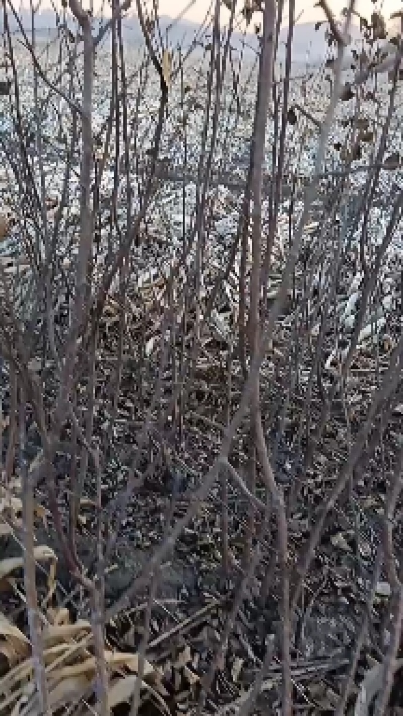 各种果树苗李子树苗