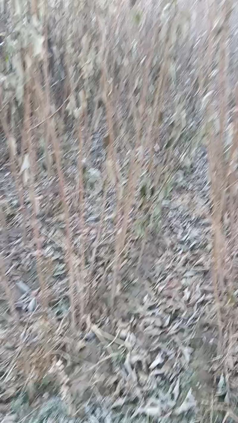 各种果树苗李子树苗