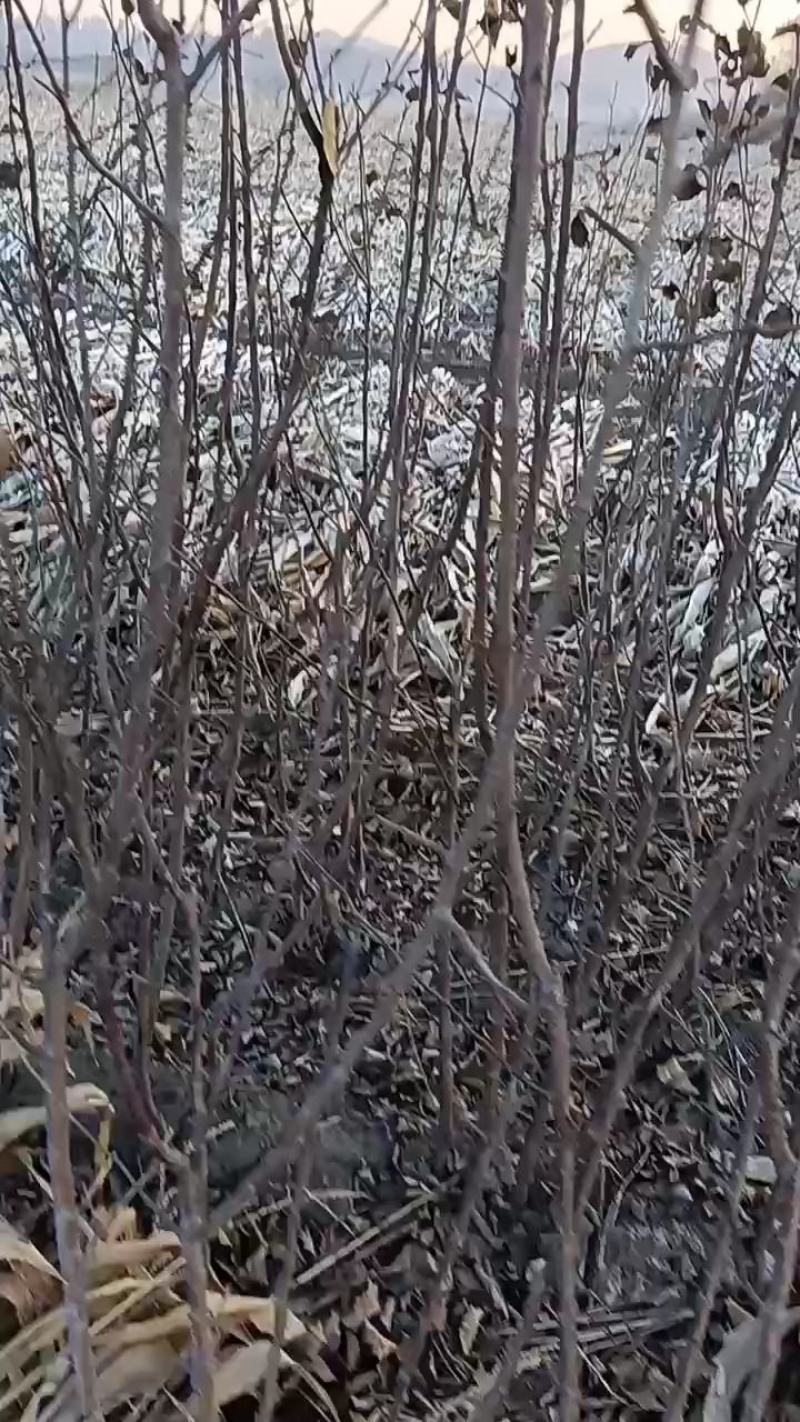 各种果树苗李子树苗