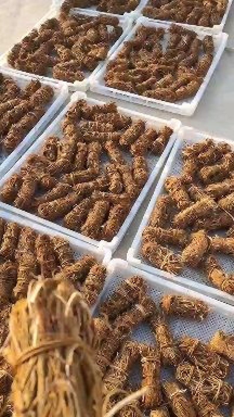 长期加工五指毛桃干货，干节干片小扎把大扎把长期加工大量有