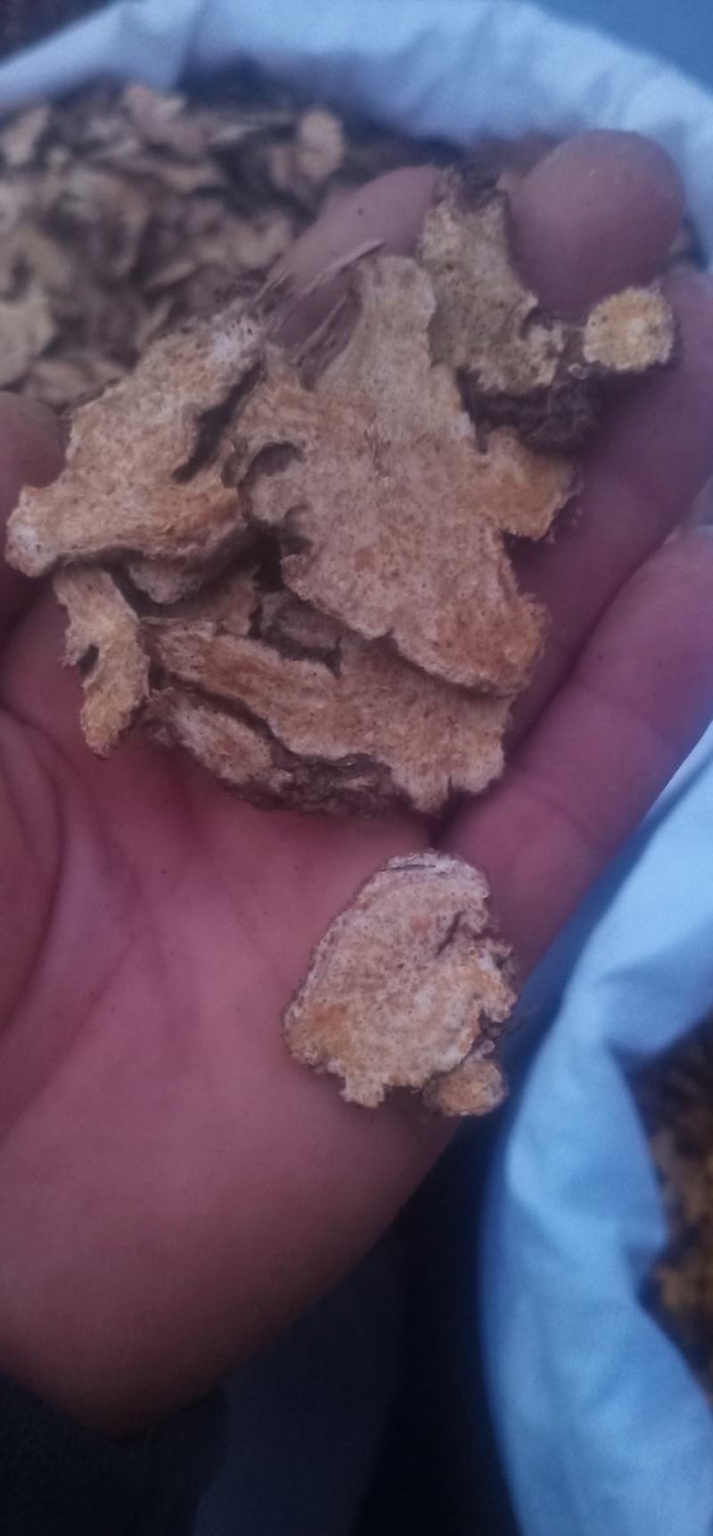 苍术（家种北苍术）