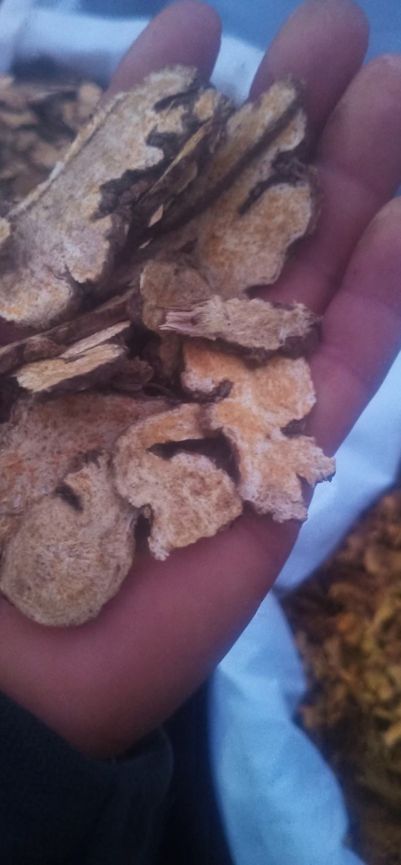 苍术（家种北苍术）